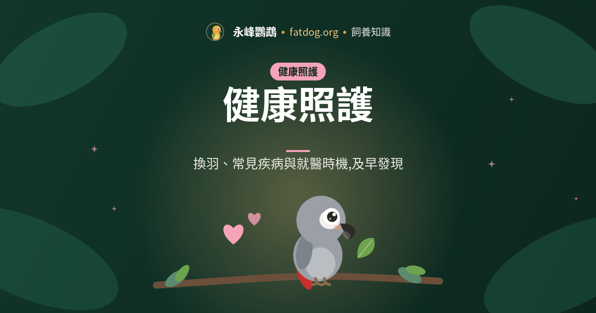 健康鸚鵡的六大日常指標:每天三分鐘的觀察功課